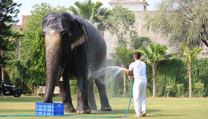 Showering the Elephant